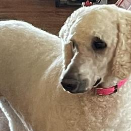 Aussiedoodles and Poodles from Trent Knabb