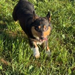 Maverick - Black and tan male American Corgi puppy in Heyworth, Illinois from Schumaker Corgis