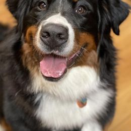 Bernedoodles and Bernese Mountain Dogs from Central Wisconsin Bernedoodles