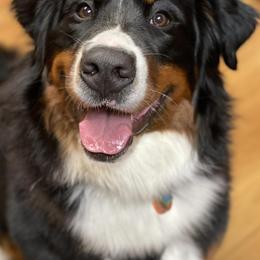 Bernedoodles and Bernese Mountain Dogs from Central Wisconsin Bernedoodles