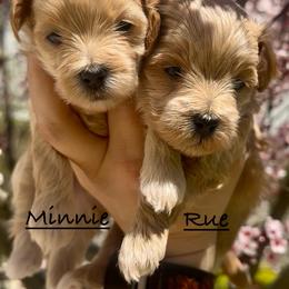 Maltipoo puppies from Riyem Wildflower Farms