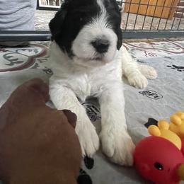 Bernedoodle, Cockapoo, and Goldendoodle Puppies from Avery Doodle Day LLC