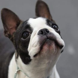 Boston Terriers and Miniature Bull Terriers from Paniola Farms