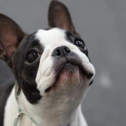 Boston Terriers and Miniature Bull Terriers from Paniola Farms