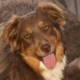 Hex - Australian Shepherd