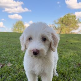 Georgia - Fawn and white female Sheepadoodle puppy in Fayette, Alabama from Luxapallila Sheepadoodles