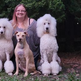 Poodles from Kasora Poodles