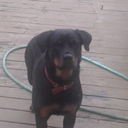 Rottweilers from Bruinhaus Rottweilers