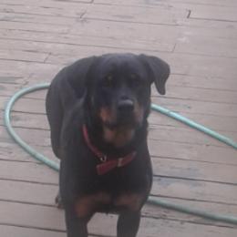 Rottweilers from Bruinhaus Rottweilers
