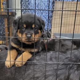 Miniature Schnauzer and Rottweiler Puppies from Mystique Kennel