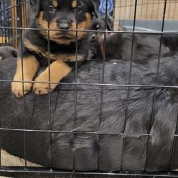 Miniature Schnauzer and Rottweiler Puppies from Mystique Kennel