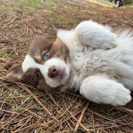 Rune - Red tri male Miniature Australian Shepherd puppy in Shingletown, California from Whiskeytown Aussies