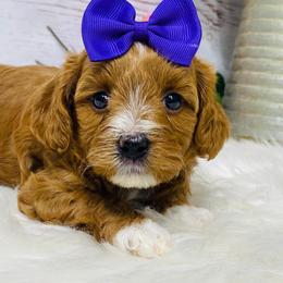 Honor - Red female Cavapoo puppy in Nixa, Missouri from Davis Family Doodles