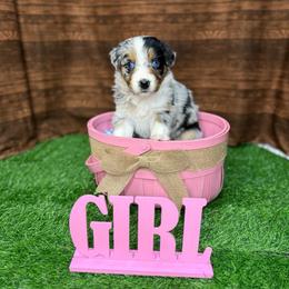 Girl 4 - Blue merle female Australian Shepherd puppy in Crystal River, Florida from Copper Top Aussies