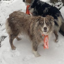 Bentley  - Australian Shepherd