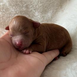 Female 3rd Born - Red  female Poodle puppy in Tampa, Florida from The Sweet Life of a Toy Poodle