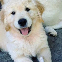 Golden Retriever Puppies from Big Rock Goldens