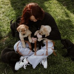 Labrador Retriever Puppies from O’Brien Labrador Retrievers