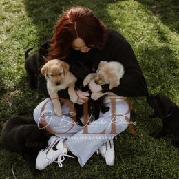 Labrador Retriever Puppies from O’Brien Labrador Retrievers
