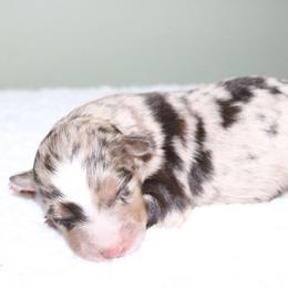 Firefly - Red merle male Australian Shepherd puppy in Macon, Georgia from Shaina’s Shepherds