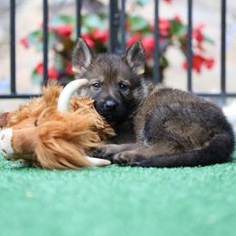 Waylon - Sable male German Shepherd puppy in Philippi, West Virginia from Vom Haus Highlands