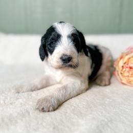 Cleopatra - Black and white female Bernedoodle puppy in Osage City, Kansas from Golden Ridge Goldens