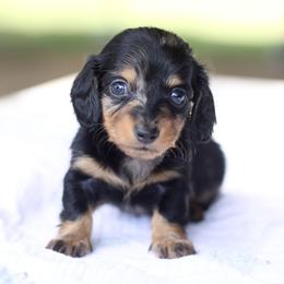 Dachshund Puppies from Prima Dachshunds