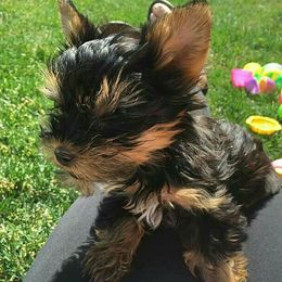 Yorkshire Terriers from Majestic Yorkies
