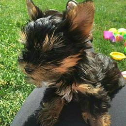 Yorkshire Terriers from Majestic Yorkies