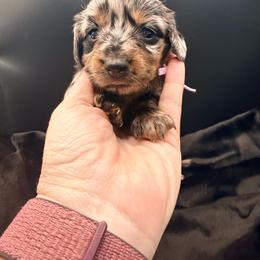 Purple - Dapple female Dachshund puppy in South Fulton, Tennessee from Stiles' Mini Doxies