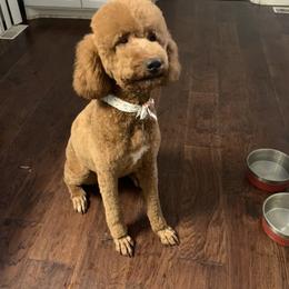 Bernedoodles, Goldendoodles, and Sheepadoodles from Paw City Doodles
