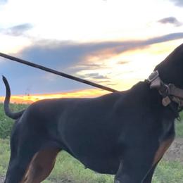 Black and Tan Coonhounds from BT Coonhound