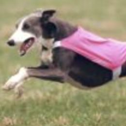 Ibizan Hounds and Whippets from Windrift Kennel