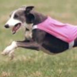 Ibizan Hounds and Whippets from Windrift Kennel