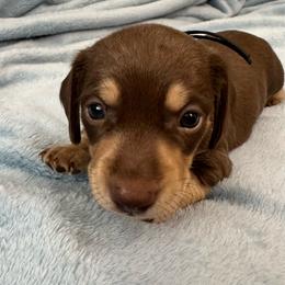Hot Minute - Chocolate and cream male Dachshund puppy in Memphis, Tennessee from River City Doxies