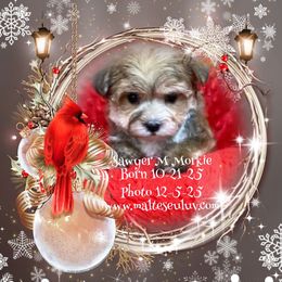 Sawyer is a sweet tiny Morkie Male.  He will come with CKC papers, a one year health guarantee all shots and started on potty pad training. - White and lemon male Maltese puppy in Silverhill, Alabama from Malteseuluv’s Tiny Treasurers