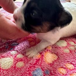 Tinker - Black brown and white female Papillon puppy in Middleville, Michigan from Cheryl's Papillons