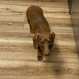 Cici - Dachshund