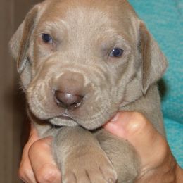 Girl 5 - female Great Dane puppy in Glenville, New York from Red Oak Farm and Kennel