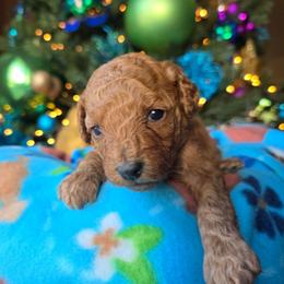 Snowflake - Red  female Poodle puppy in Blackfoot, Idaho from Draper Mountain Doodles