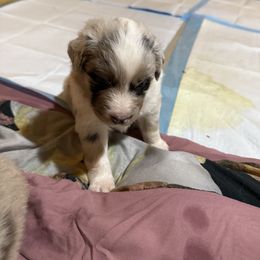 Mary Ann - Red merle female Australian Shepherd puppy in Brownfield, Maine from Misty Feather Aussies