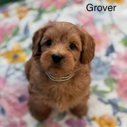 Grover - Red male Australian Labradoodle puppy in Londonderry, New Hampshire from Granite State Labradoodles