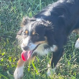 Bitty - Toy Australian Shepherd