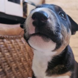 Boy 1 Fredo - Black tan and white Miniature Bull Terrier puppy in Hollywood, Florida from Mini Bull Lane
