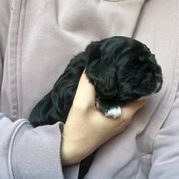 Meatball - Black and tan male Cocker Spaniel puppy in Cincinnati, Ohio from Abundance of Joy LLC Cocker Spaniels