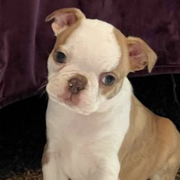 Boston Terriers from Peach Bottom Boston Terriers