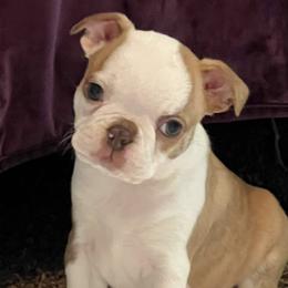 Boston Terriers from Peach Bottom Boston Terriers