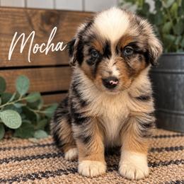 Mocha - Blue merle male Australian Shepherd puppy in Traer, Iowa from Kelly's Australian Shepherds