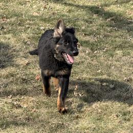 Green (mo mo) - Black and tan female German Shepherd puppy in Fort Wayne, Indiana from AA Kennel