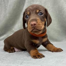 Male 2 - Chocolate and tan male Dachshund puppy in Birmingham, Alabama from LongBottomDachshunds